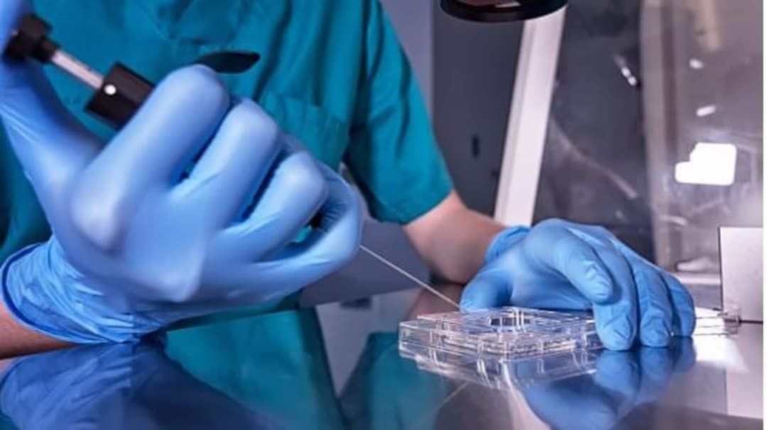 Human sperm, eggs may soon be grown in labs