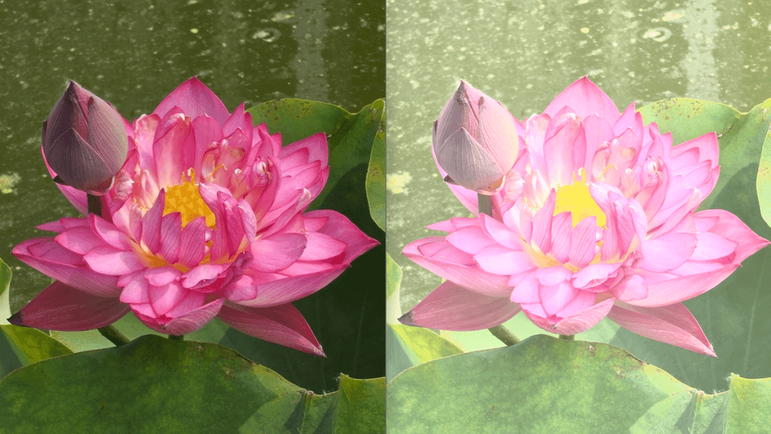 Sony’s Xperia 1 VIII AI camera demo backfires after overexposed samples go viral - Gizmochina